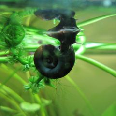 Ramshorn Snails