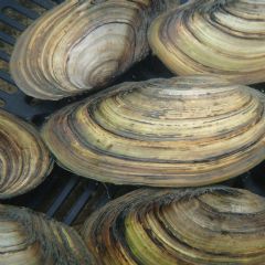Swan Mussels - Pack of 5