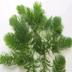 Ceratophyllum Demersum Bunch Aquatic Plant - Pack of 5
