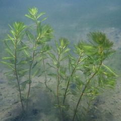 Myriophyllum Spicatum Bunch Aquatic Plant - Pack of 3