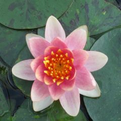 Nymphaea Aurora 1ltr Aquatic Plant