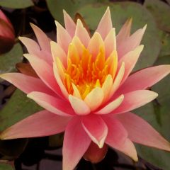 Nymphaea Colorado 1ltr Aquatic Plant