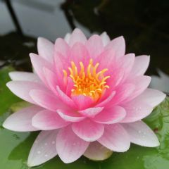 Nymphaea Darwin Hollandia 1ltr Aquatic Plant