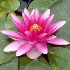 Nymphaea Charles De Meurville 1ltr Aquatic Plant