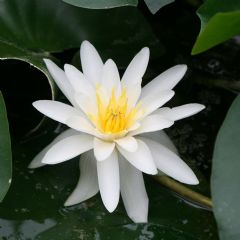 Nymphaea Marliacea Albida 1ltr Aquatic Plant