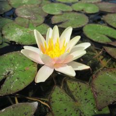 Nymphaea Snow Princess 1ltr Aquatic Plant