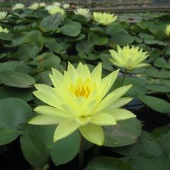 Nymphaea Joey Tomocik 1ltr Aquatic Plant