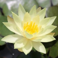 Nymphaea Odorata Sulphurea 1ltr Aquatic Plant