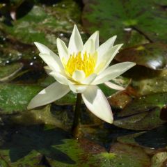 Nymphaea Pygmaea Helvola 1ltr Aquatic Plant