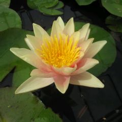 Nymphaea Paul Hariot 10ltr Aquatic Plant