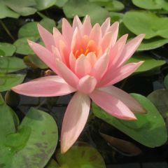 Nymphaea Colorado 10ltr Aquatic Plant