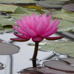 Nymphaea Mayla 10ltr Aquatic Plant