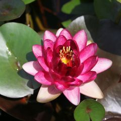 Nymphaea Almost Black 10ltr Aquatic Plant