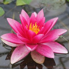Nymphaea Attraction 10ltr Aquatic Plant