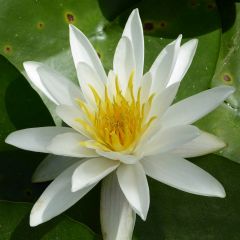 Nymphaea Alba 10ltr Aquatic Plant