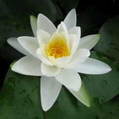 Nymphaea Gladstoniana 10ltr Aquatic Plant