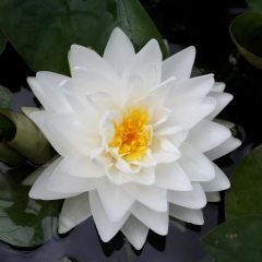 Nymphaea Gonnere 10ltr Aquatic Plant