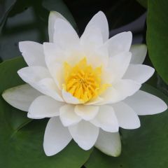 Nymphaea Virginalis 10ltr Aquatic Plant