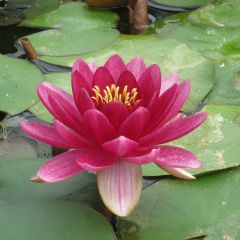 Nymphaea Perrys Baby Red 2ltr Aquatic Plant