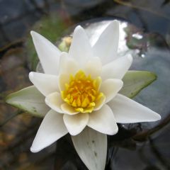 Nymphaea Pygmaea Alba 2ltr Aquatic Plant
