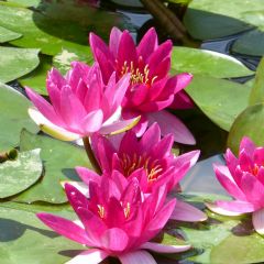 Nymphaea Xiafei 2ltr Aquatic Plant