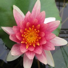 Nymphaea Comanche 3ltr Aquatic Plant