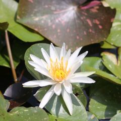 Nymphaea Arc-En-Ciel 3ltr Aquatic Plant