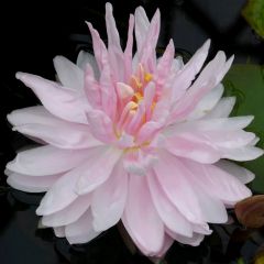 Nymphaea Gloire de Temple Sur Lot 3ltr Aquatic Plant