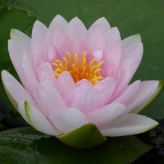 Nymphaea Madame Wilfron Gonnere 3ltr Aquatic Plant