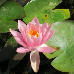 Nymphaea Odorata firecrest 3ltr Aquatic Plant