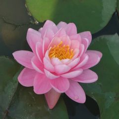 Nymphaea Pink Peony 3ltr Aquatic Plant