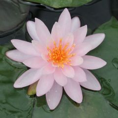 Nymphaea Rose Arey 3ltr Aquatic Plant