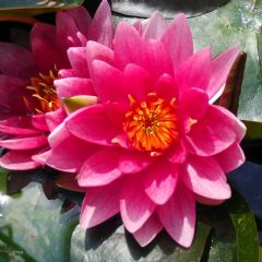 Nymphaea Conqueror 3ltr Aquatic Plant