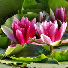 Nymphaea Froebelii 3ltr Aquatic Plant