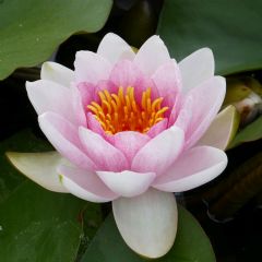 Nymphaea Mrs Richmond 3ltr Aquatic Plant