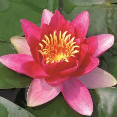 Nymphaea Vesuve 3ltr Aquatic Plant