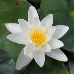 Nymphaea Albatross 3ltr Aquatic Plant