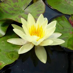 Nymphaea Marliacea Chromatella 3ltr Aquatic Plant