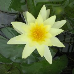 Nymphaea Moorei 3ltr Aquatic Plant