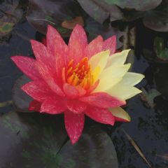 Nymphaea Wanvisa 30ltr Aquatic Plant