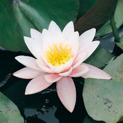 Nymphaea Marliacea Rosea 30ltr Aquatic Plant