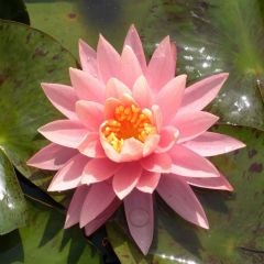 Nymphaea Sunny Pink 30ltr Aquatic Plant