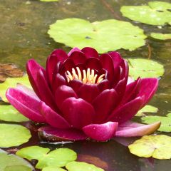 Nymphaea Black Princess 30ltr Aquatic Plant