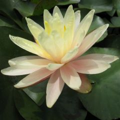 Nymphaea Barbara Dobbins 30ltr Aquatic Plant