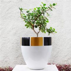 Satu Bumi White Base Black and Gold Rim Designer Planter