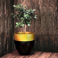 Satu Bumi Black Dip Gold Rim Designer Planter
