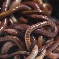 Original Organics Tiger Worms - 250g