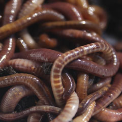 Gutter Mate Tiger Worms - Pack of 100 - FOR USE IN WORMERIES ONLY