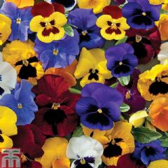 Thompson and Morgan Pansy Universal Mixed F1 Hybrid