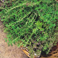 Thompson and Morgan Olde English Thyme - 500 seeds